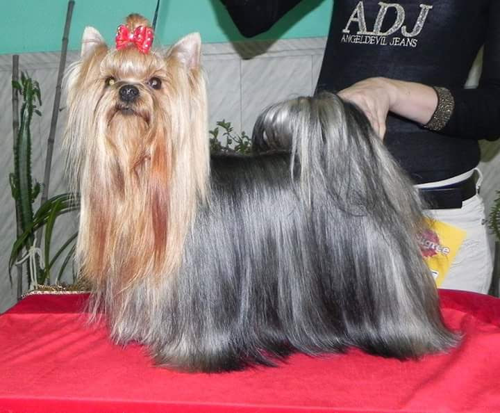 STEEL LINE KASSIOPEYA SARIOLA