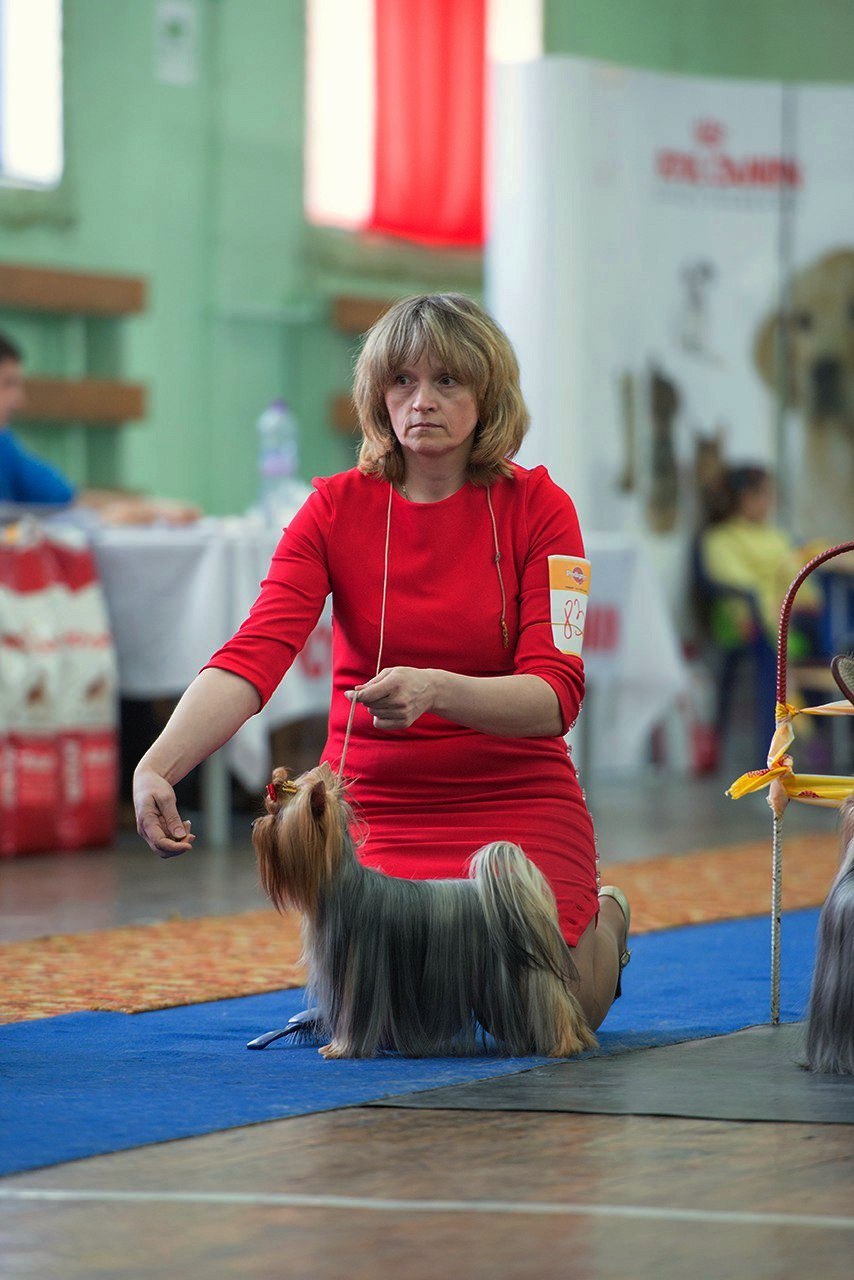 SARIOLO REVDA STABILITY OF LUCK &mdash; Labaza DogPedigree YorkshireTerrier