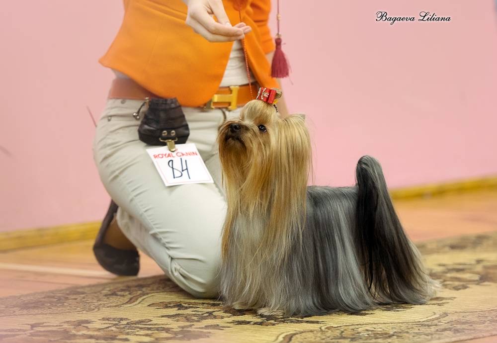  SARIOLO REVDA ABSOLUTA IMPERIA FORTUNA &mdash; Labaza DogPedigree YorkshireTerrier