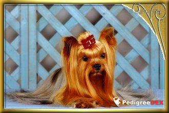 AERO'S CLASSIC ATTRACTION