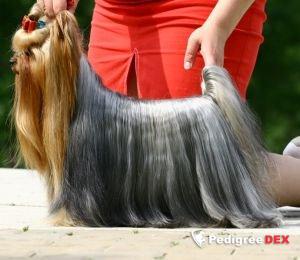 LITTLESTAR'S YOUNG FOREVER