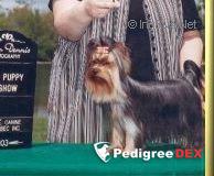 LITTLESTAR'S ANNABELLE