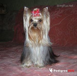  LI LU MAGIC GALAXY &mdash; Labaza DogPedigree YorkshireTerrier