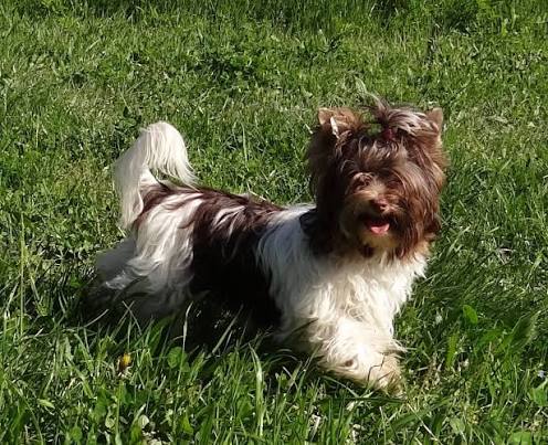 SHINING HARRY &mdash; Labaza DogPedigree YorkshireTerrier