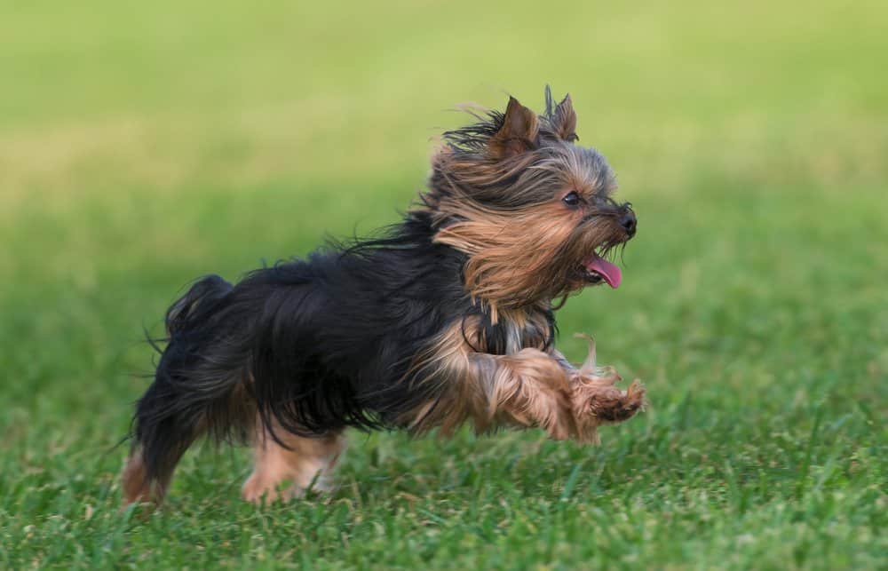 MISS BEAUTY &mdash; Labaza DogPedigree YorkshireTerrier