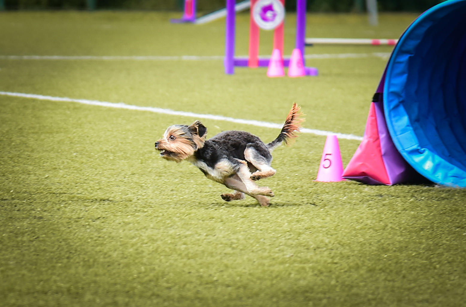 MERCEDES-BENZ &mdash; Labaza DogPedigree YorkshireTerrier