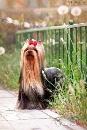 REGAL STANCE SHELI ZHIGO &mdash; Labaza DogPedigree YorkshireTerrier