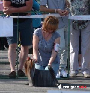  CARTIER BLUE DELIGHT &mdash; Labaza DogPedigree YorkshireTerrier