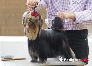 MARY EL SHELI ZHIGO &mdash; Labaza DogPedigree YorkshireTerrier