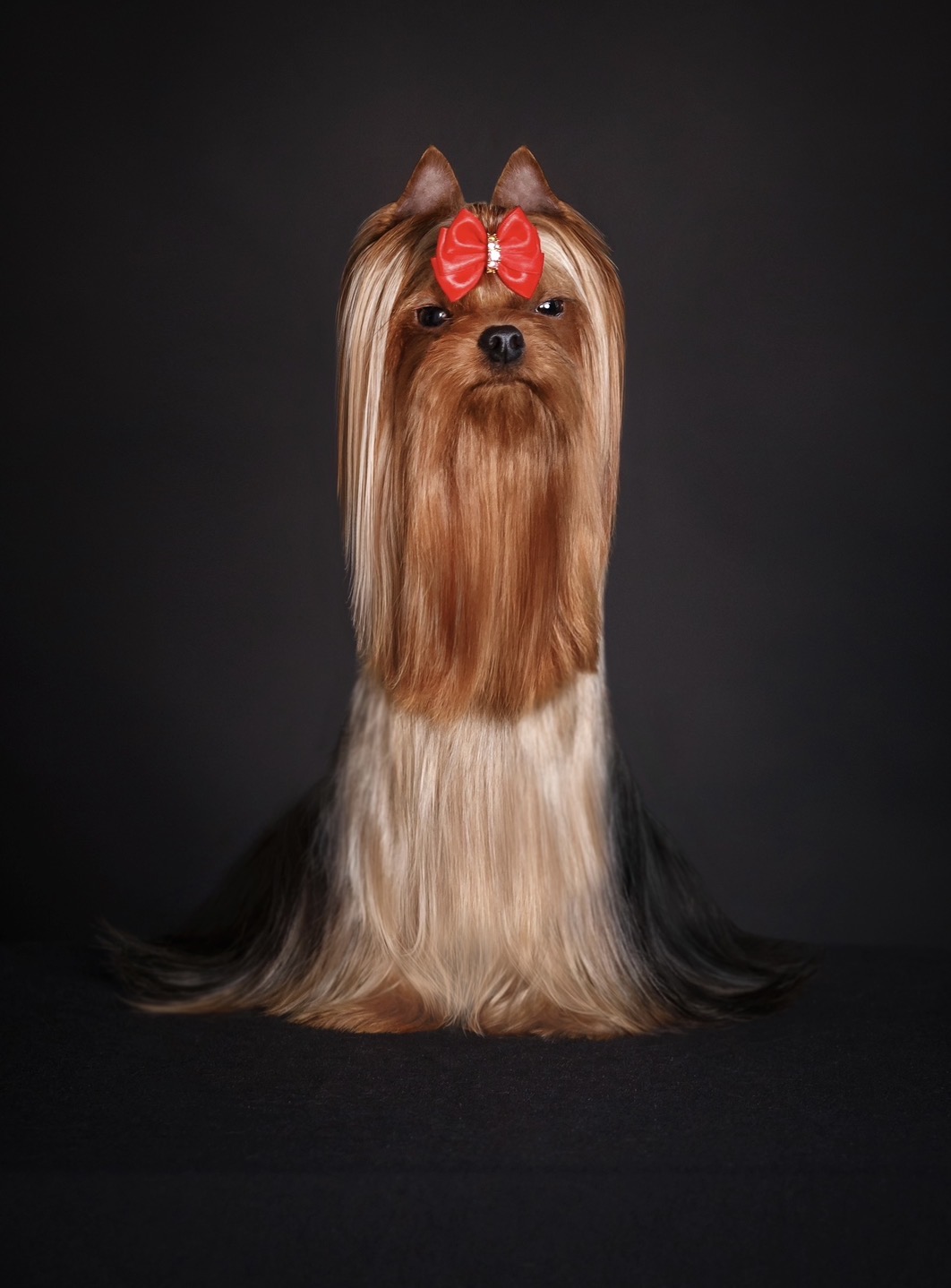  MINI VERSOLI YANDEX &mdash; Labaza DogPedigree YorkshireTerrier