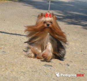 ABSENT SHARBEST &mdash; Labaza DogPedigree YorkshireTerrier