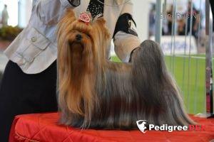 LUX-LIUREX FATA MORGANA &mdash; Labaza DogPedigree YorkshireTerrier