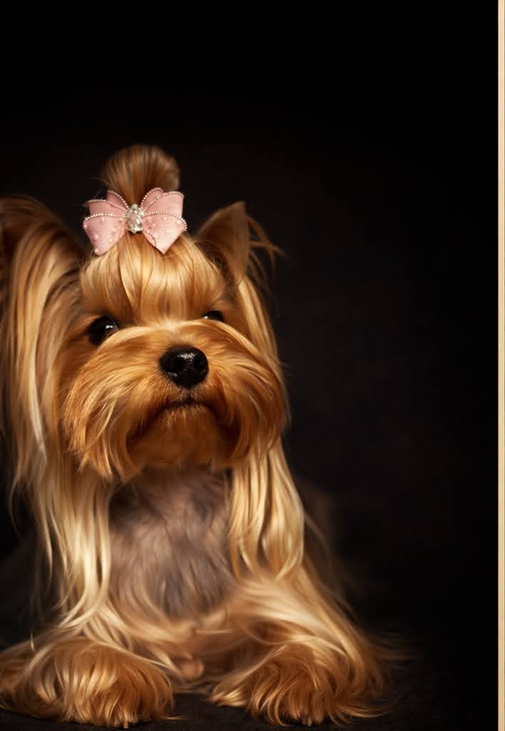 LUX-LIUREX CHANTILLY LACE CASSIE &mdash; Labaza DogPedigree YorkshireTerrier