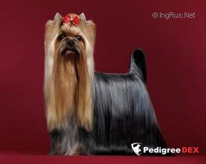 ASK ME BOHEMIA PLATINA &mdash; Labaza DogPedigree YorkshireTerrier