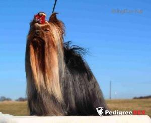 WARRIOR BOHEMIA PLATINA &mdash; Labaza DogPedigree YorkshireTerrier