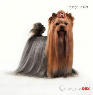 GUEMART'S DAYDREAM &mdash; Labaza DogPedigree YorkshireTerrier