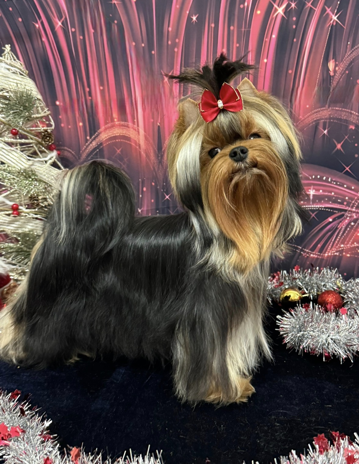 Silk Paradise SILK PARADISE VERSACE &mdash; Labaza DogPedigree YorkshireTerrier