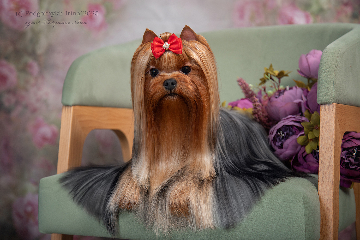 DE LUX MARYI ROX DE LUX MARYI ROX KARMELITA &mdash; Labaza DogPedigree YorkshireTerrier