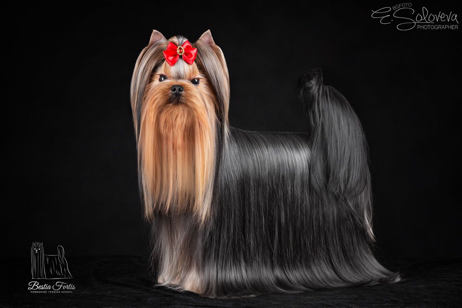 BOGGEMIYA PRAYM INTRIGA &mdash; Labaza DogPedigree YorkshireTerrier