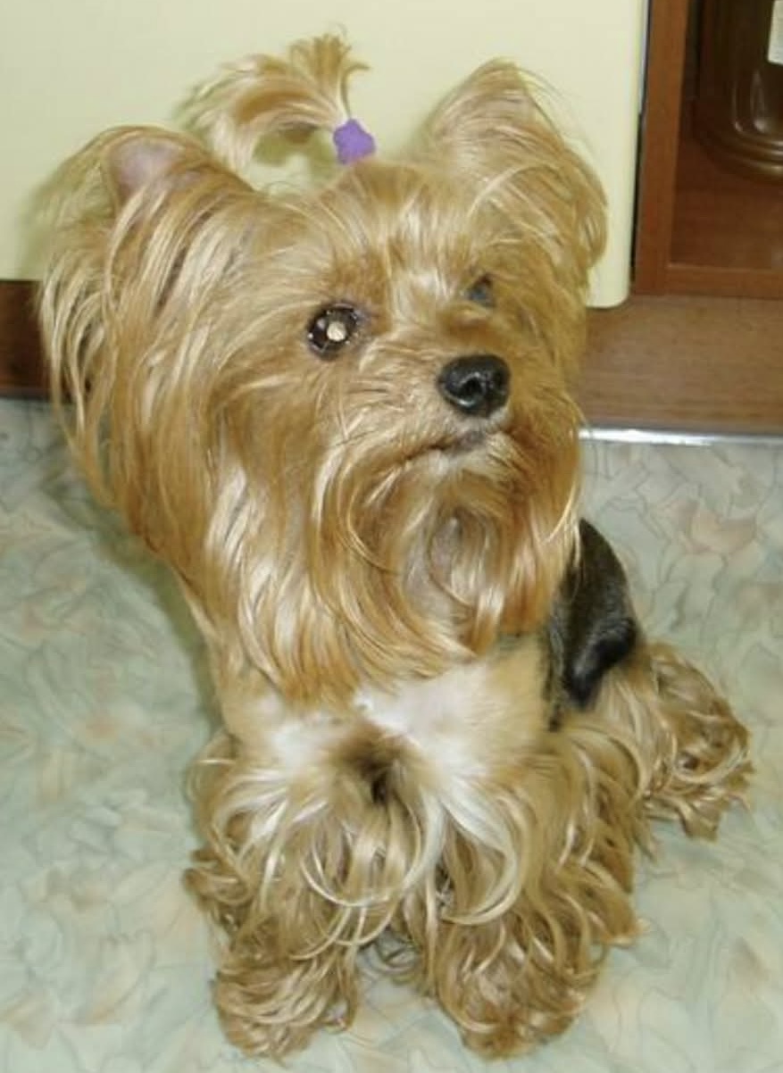  TEKICHE MAJA JETAIME ZHIOMI &mdash; Labaza DogPedigree YorkshireTerrier