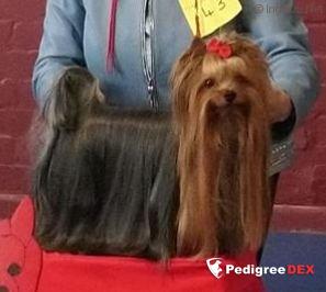 ESTUGO AMIEN SHOGUN &mdash; Labaza DogPedigree YorkshireTerrier