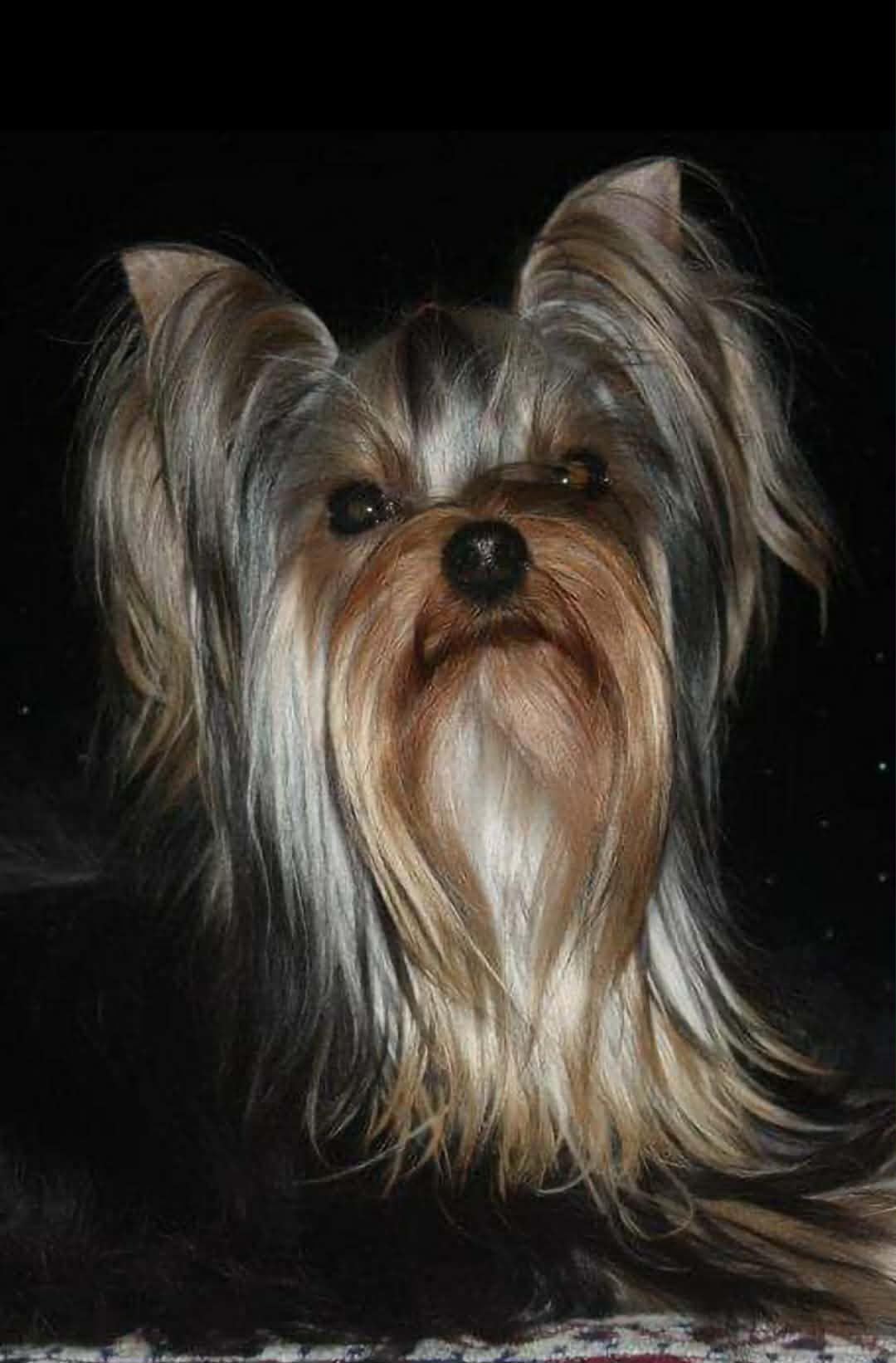 Silver flame SILVER FLAME RIDDLE ROBIN &mdash; Labaza DogPedigree YorkshireTerrier
