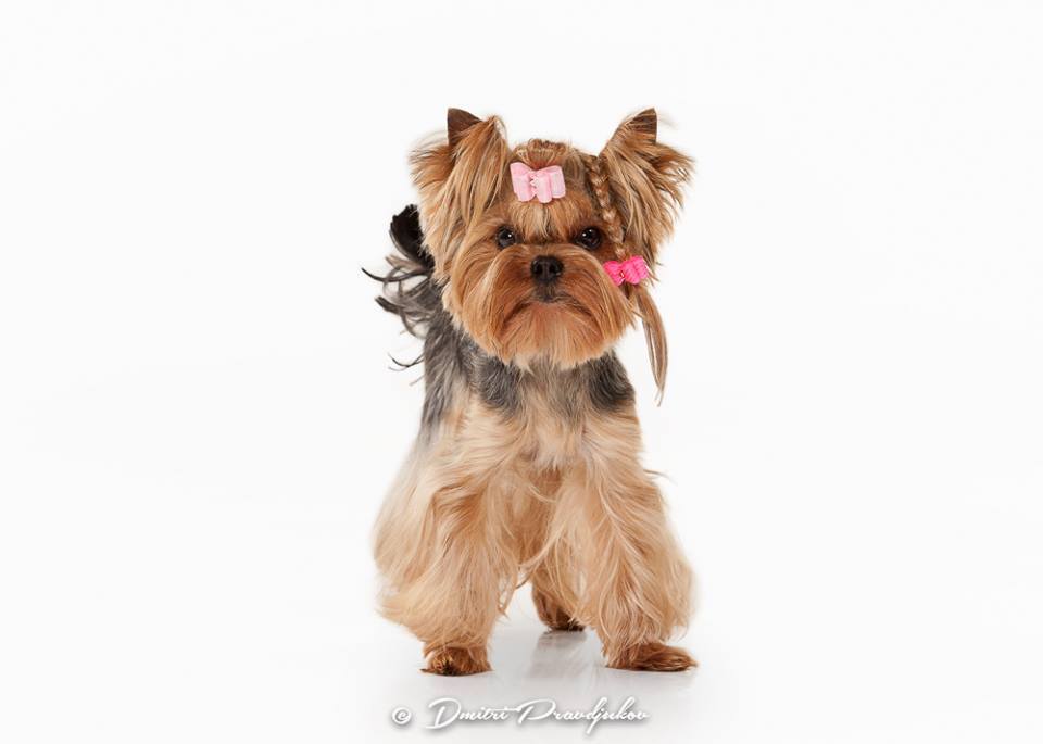 SILVER FLAME ROLEX WONDER OF LOVE &mdash; Labaza DogPedigree YorkshireTerrier