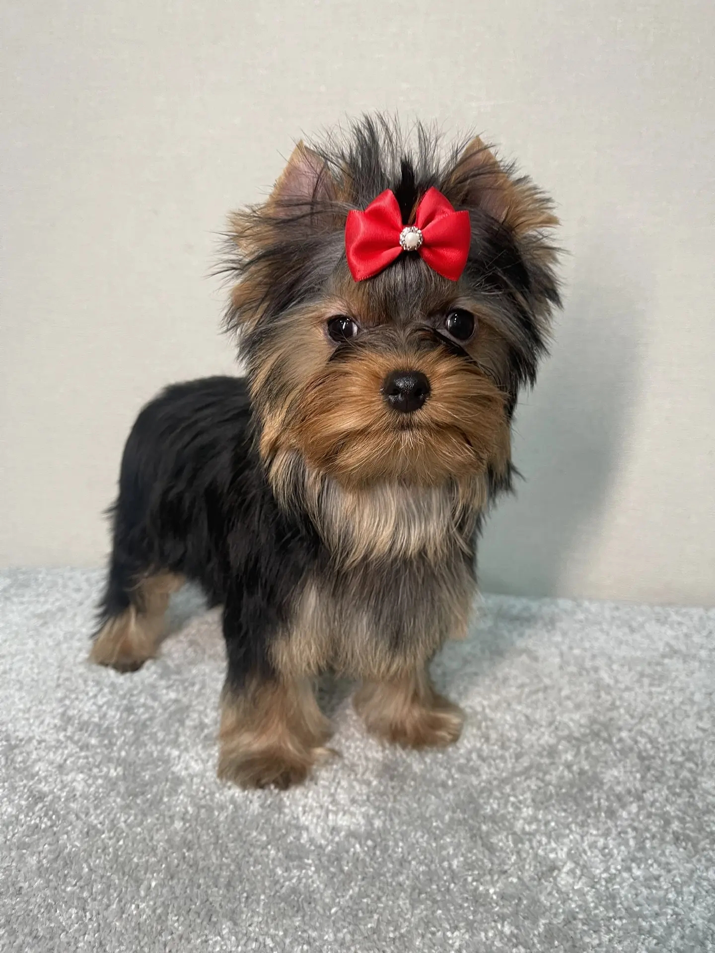  STREET FLASH EXCELLENT IDEA &mdash; Labaza DogPedigree YorkshireTerrier