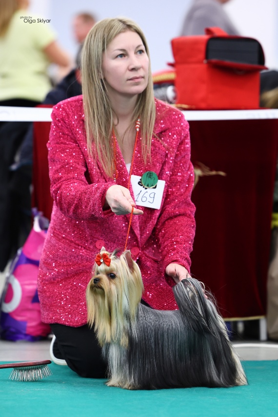 As'Torria Life CHIESA DOLCE VITA &mdash; Labaza DogPedigree YorkshireTerrier