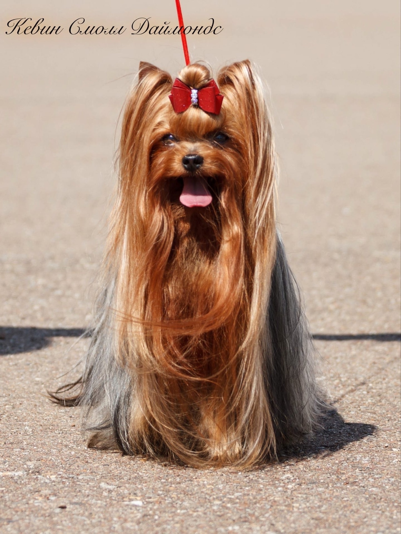 KEVIN SMALL DIAMONDS &mdash; Labaza DogPedigree YorkshireTerrier