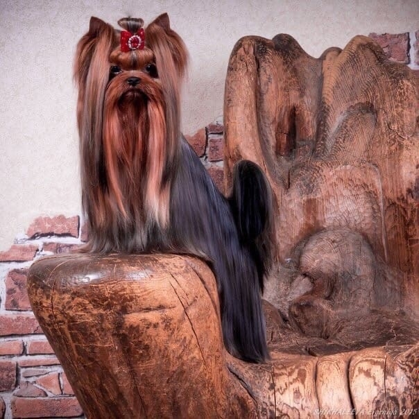 DENSTAIL TALISMAN USPEHA &mdash; Labaza DogPedigree YorkshireTerrier