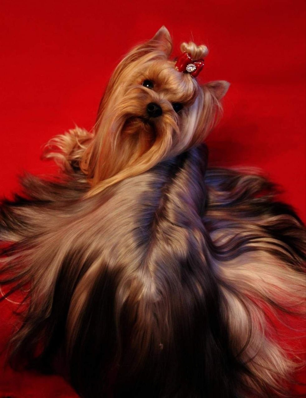 MY LITTLE VICTORIA SECRET &mdash; Labaza DogPedigree YorkshireTerrier