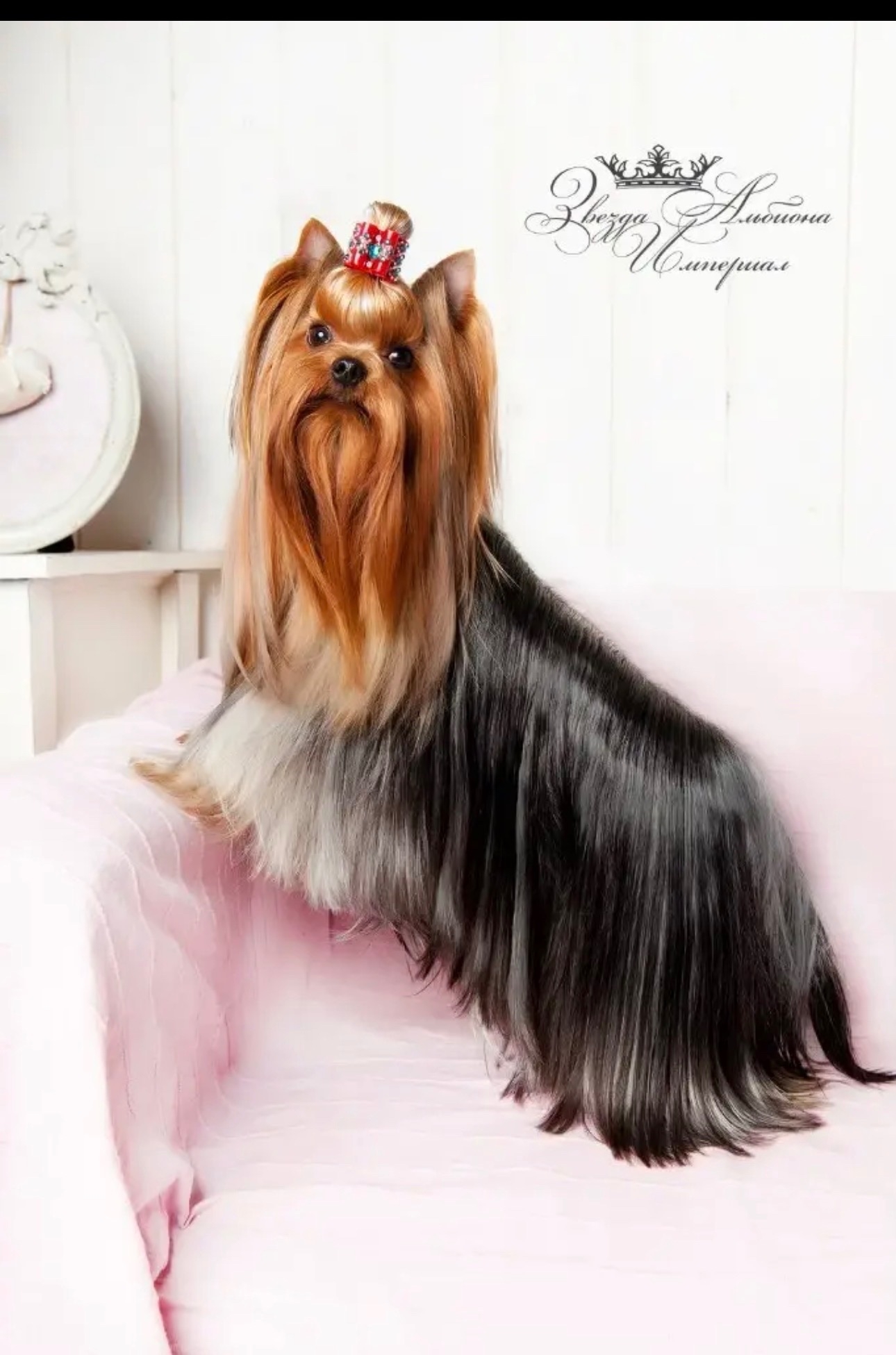 ZVEZDA ALBIONA IMPERIAL &mdash; Labaza DogPedigree YorkshireTerrier