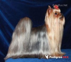 SHOW MUST GO ON &mdash; Labaza DogPedigree YorkshireTerrier