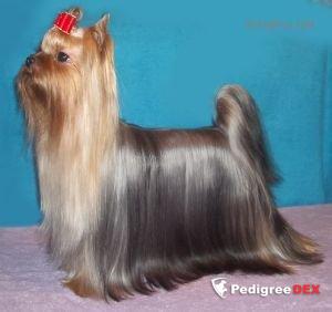 STJUMER'S OLIVIA ROSE &mdash; Labaza DogPedigree YorkshireTerrier