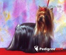 STJUMER'S ARIN SIMONI