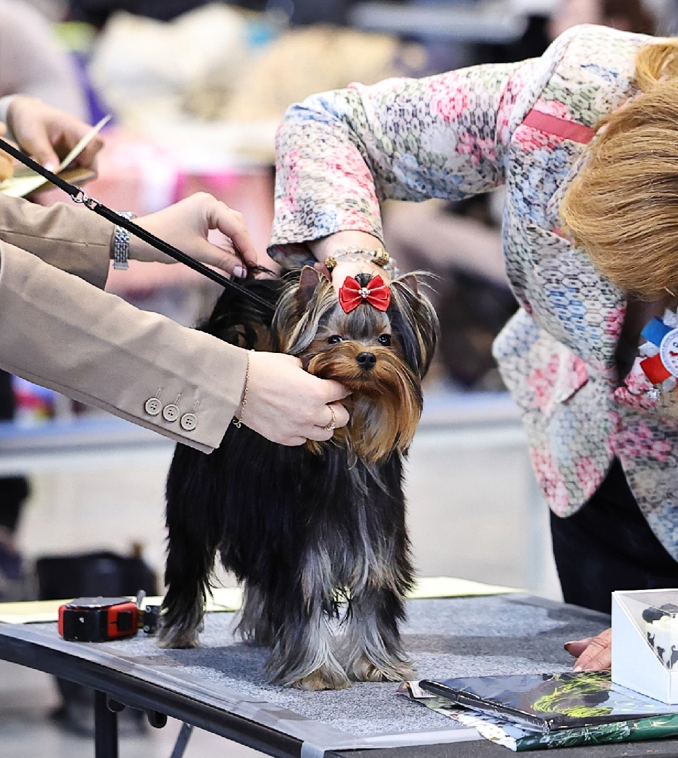 WELLARY PERFECT JOY &mdash; Labaza DogPedigree YorkshireTerrier