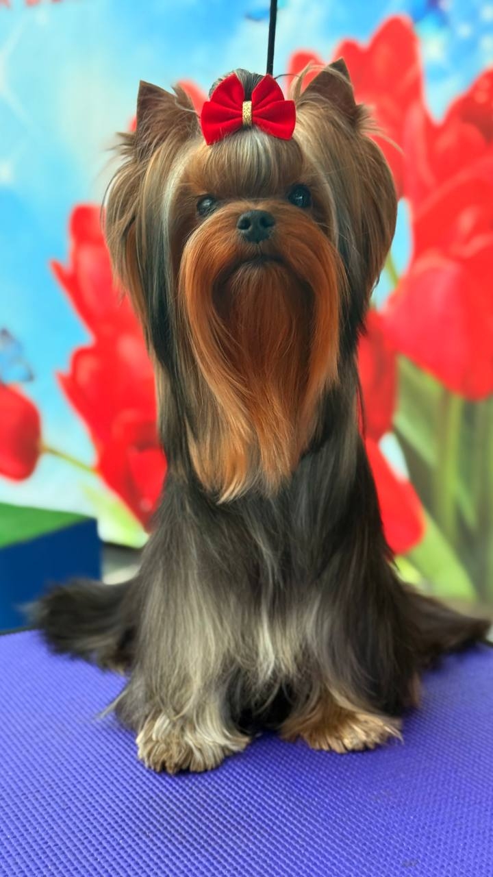 SUPER CHOISE EMMA'S CAPRICE &mdash; Labaza DogPedigree YorkshireTerrier