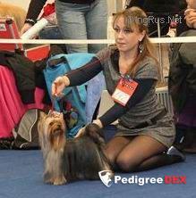 VALTEN HOUND IMPERATRITSA &mdash; Labaza DogPedigree YorkshireTerrier