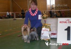 ELM DENDI COURVOISIER &mdash; Labaza DogPedigree YorkshireTerrier