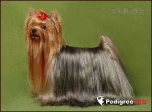 TALISMANE DE LA PAM'POMMERAIE &mdash; Labaza DogPedigree YorkshireTerrier