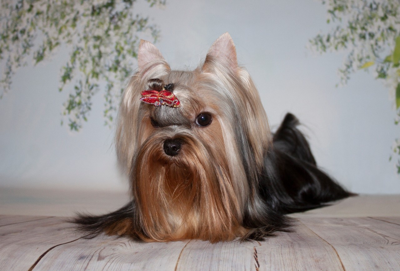 STJUMERS ULTRA BLUE-III &mdash; Labaza DogPedigree YorkshireTerrier