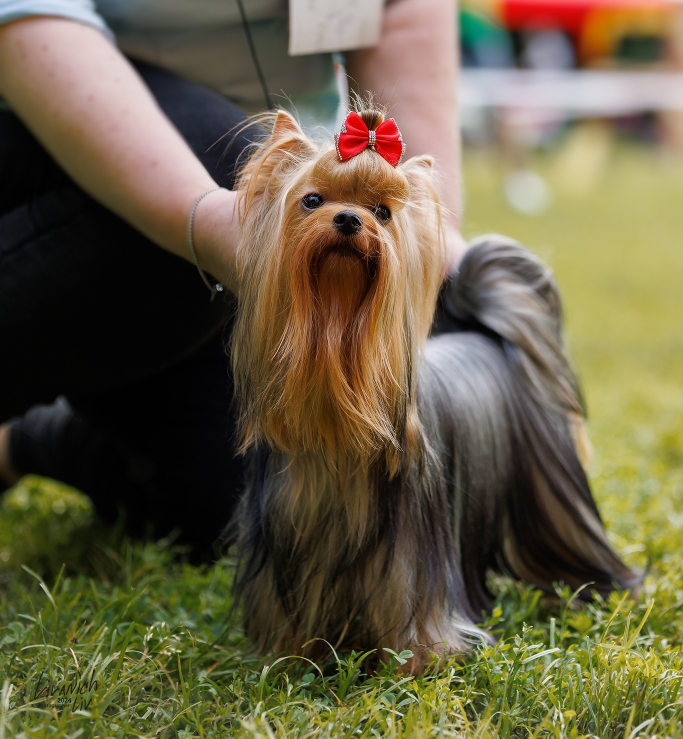 VIDEO STAR SAMBUKA &mdash; Labaza DogPedigree YorkshireTerrier