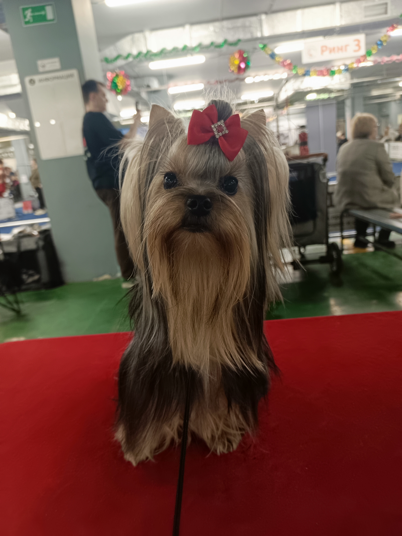 VIDEO STAR SCHEHERAZADE &mdash; Labaza DogPedigree YorkshireTerrier
