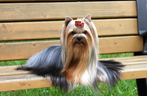 VIDEO STAR DEJA VU &mdash; Labaza DogPedigree YorkshireTerrier