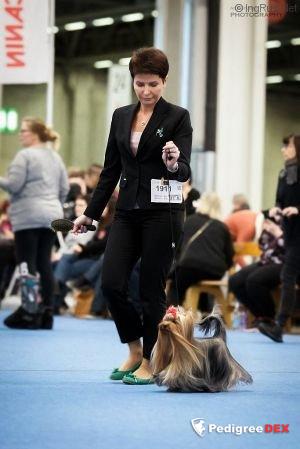 KESSINERO GRAND FUROR &mdash; Labaza DogPedigree YorkshireTerrier