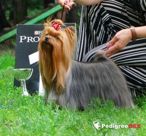 KESSINERO SOLNECHNAYA SONATA &mdash; Labaza DogPedigree YorkshireTerrier