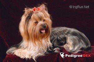 MOI ANGEL VIKTORIYA VELIKOLEPNAYA &mdash; Labaza DogPedigree YorkshireTerrier