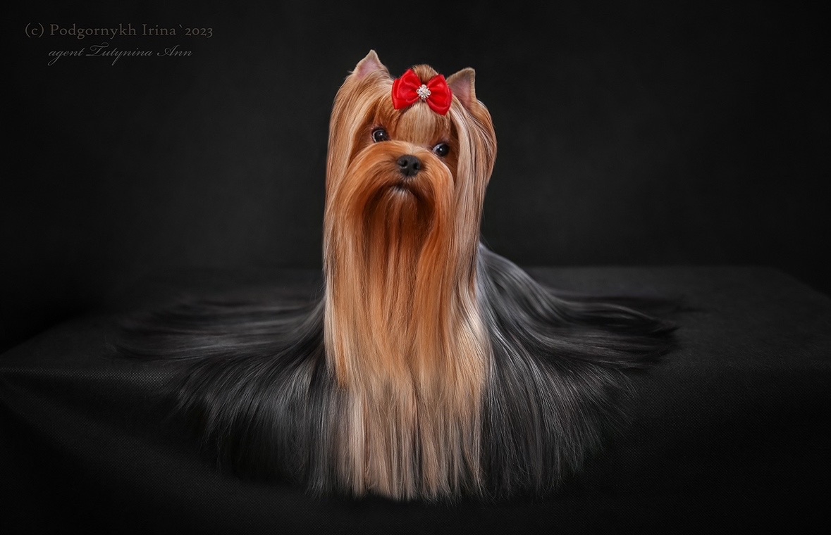 STREET FLASH CHOICE FOR YOU &mdash; Labaza DogPedigree YorkshireTerrier