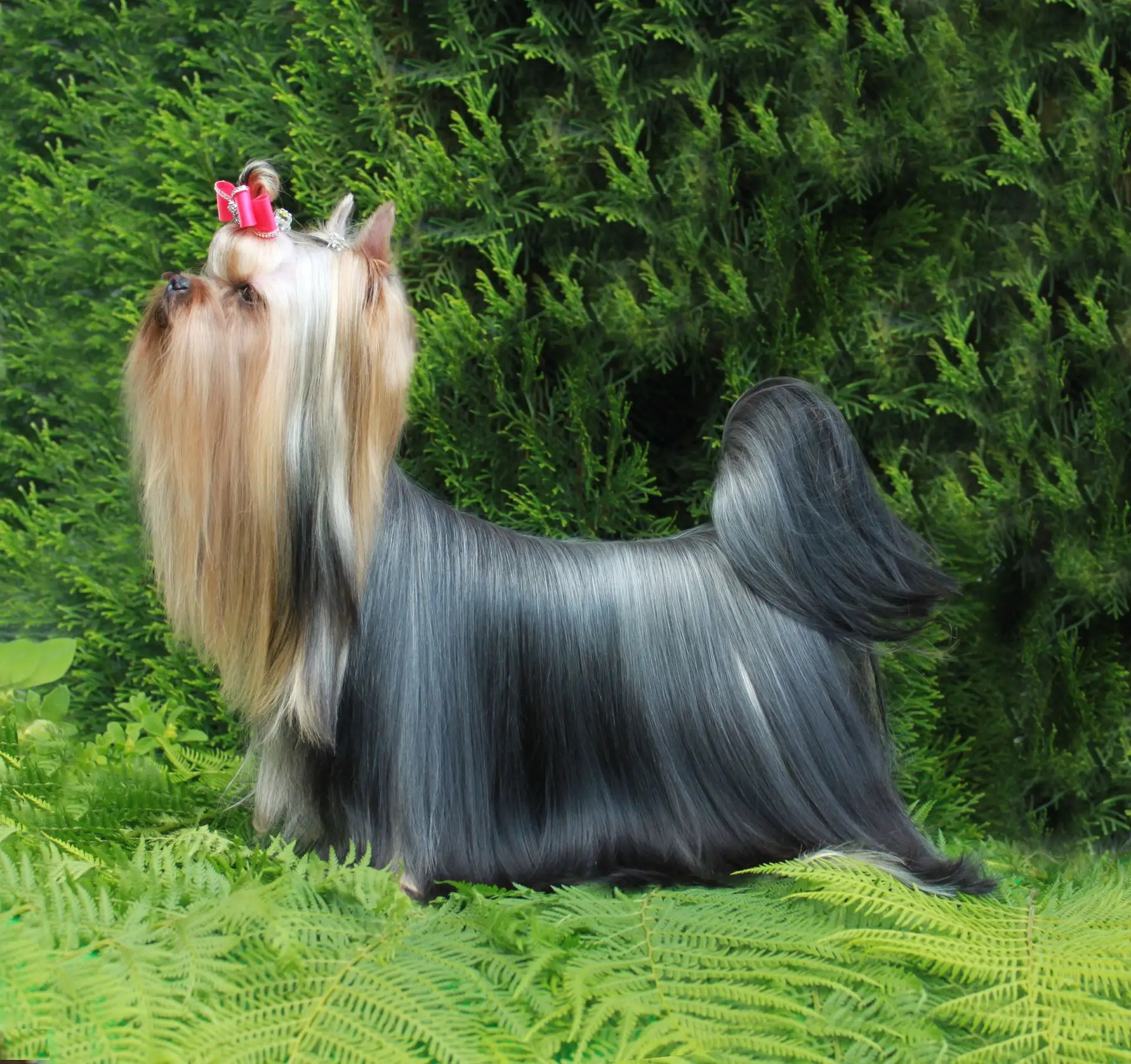 STJUMERS STANDUP SHOU &mdash; Labaza DogPedigree YorkshireTerrier